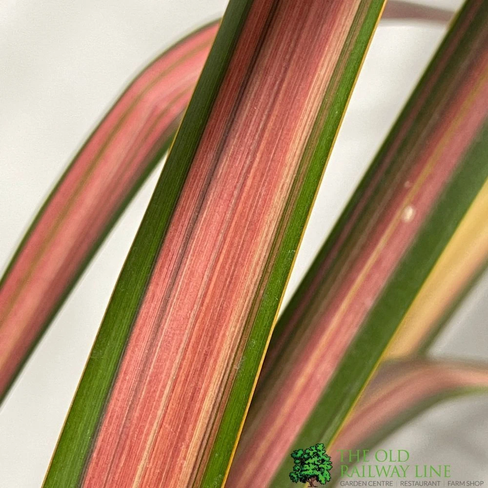 Phormium 'Jester' Flax 3Ltr Pot 4 Phormium 'Jester' Flax 3Ltr Pot - Image 2