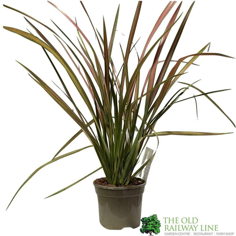 Phormium 'Jester' Flax 3Ltr Pot 3 Phormium 'Jester' Flax 3Ltr Pot