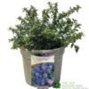 Ceanothus 'Blue Mound' Californian Lilac 3Ltr Pot