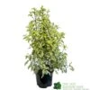 Pittosporum 'Golden King' 3Ltr -Water N Plants Sales Store 5019756752007