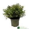 Pittosporum 'Tom Thumb' Plant 3Ltr Pot 1 Pittosporum 'Tom Thumb' Plant 3Ltr Pot -Water N Plants Sales Store 5019756822137 35b559fe 72e0 46ed 94c0 6360db5d86ae