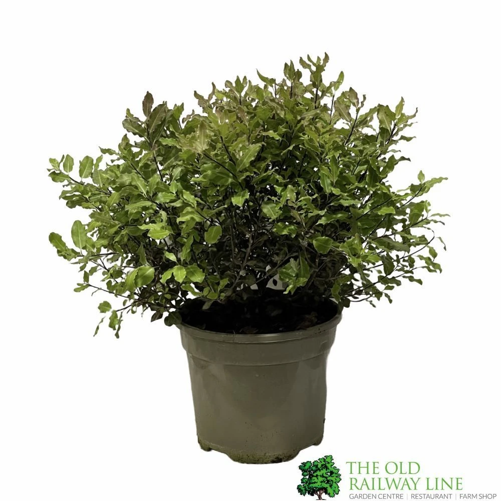 Pittosporum 'Tom Thumb' Plant 3Ltr Pot 3 Pittosporum 'Tom Thumb' Plant 3Ltr Pot
