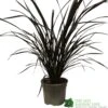 Phormium 'Platts Black' Flax 3Ltr Pot 2 Phormium 'Platts Black' Flax 3Ltr Pot -Water N Plants Sales Store 5019756893489