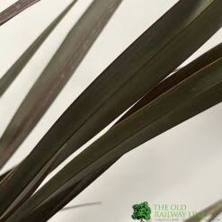 Phormium 'Platts Black' Flax 3Ltr Pot 5 Phormium 'Platts Black' Flax 3Ltr Pot -Water N Plants Sales Store 5019756893489 2
