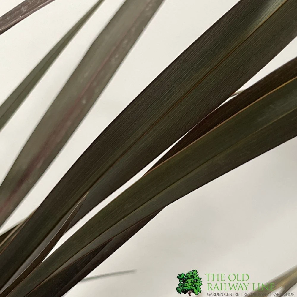 Phormium 'Platts Black' Flax 3Ltr Pot 4 Phormium 'Platts Black' Flax 3Ltr Pot - Image 2