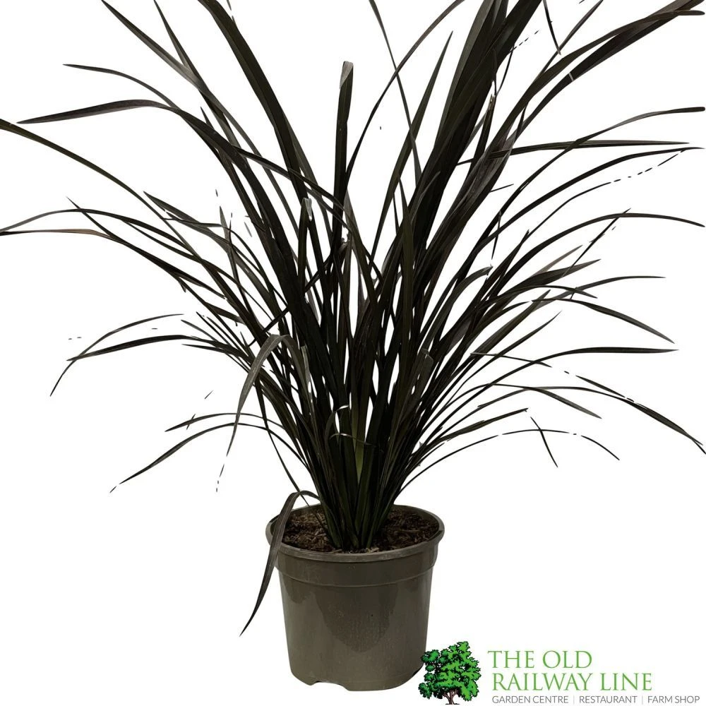 Phormium 'Platts Black' Flax 3Ltr Pot 3 Phormium 'Platts Black' Flax 3Ltr Pot