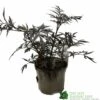 Sambucus Nigra 'Black Lace' Plant 3Ltr 2 Sambucus Nigra 'Black Lace' Plant 3Ltr -Water N Plants Sales Store 5019756992175