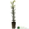 Ceanothus 'Lemon And Lime' Plant 3Ltr Pot 2 Ceanothus 'Lemon And Lime' Plant 3Ltr Pot -Water N Plants Sales Store 5019801003108