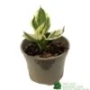 Hosta 'Patriot' Plant 2Ltr Pot -Water N Plants Sales Store 5019801008288