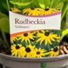 Rudbeckia 'Goldstrum' 2Ltr Pot