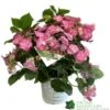 Hydrangea 'Cotton Candy' 5Ltr Pot -Water N Plants Sales Store 5019801008738