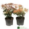 Pieris Assorted Variety 2Ltr Pot -Water N Plants Sales Store 5019801010823 0f7d9657 0e89 4bfa b028 5b88f871dc4c
