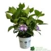 Hydrangea 'Blackberry Pie' 5Ltr Pot -Water N Plants Sales Store 5019801013343