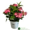 Hydrangea 'Strawrberry And Cream' 5 Ltr Pot -Water N Plants Sales Store 5019801013350