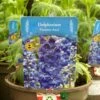 Delphinium Paramo 'Azul' 2Ltr Pot 2 Delphinium Paramo 'Azul' 2Ltr Pot -Water N Plants Sales Store 5019801015446 4639ca22 45e9 4f34 822b 627bc9604947