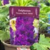 Delphinium Paramo 'Black Velvet' 2Ltr Pot -Water N Plants Sales Store 5019801015453 08bfe61a 57d2 4899 b7f2 e12234142355