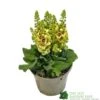 Verbascum 'Dark Eyes' 2Ltr Pot -Water N Plants Sales Store 5019801016276 e86b8272 4345 4528 b36b 86e6bf8f97dd