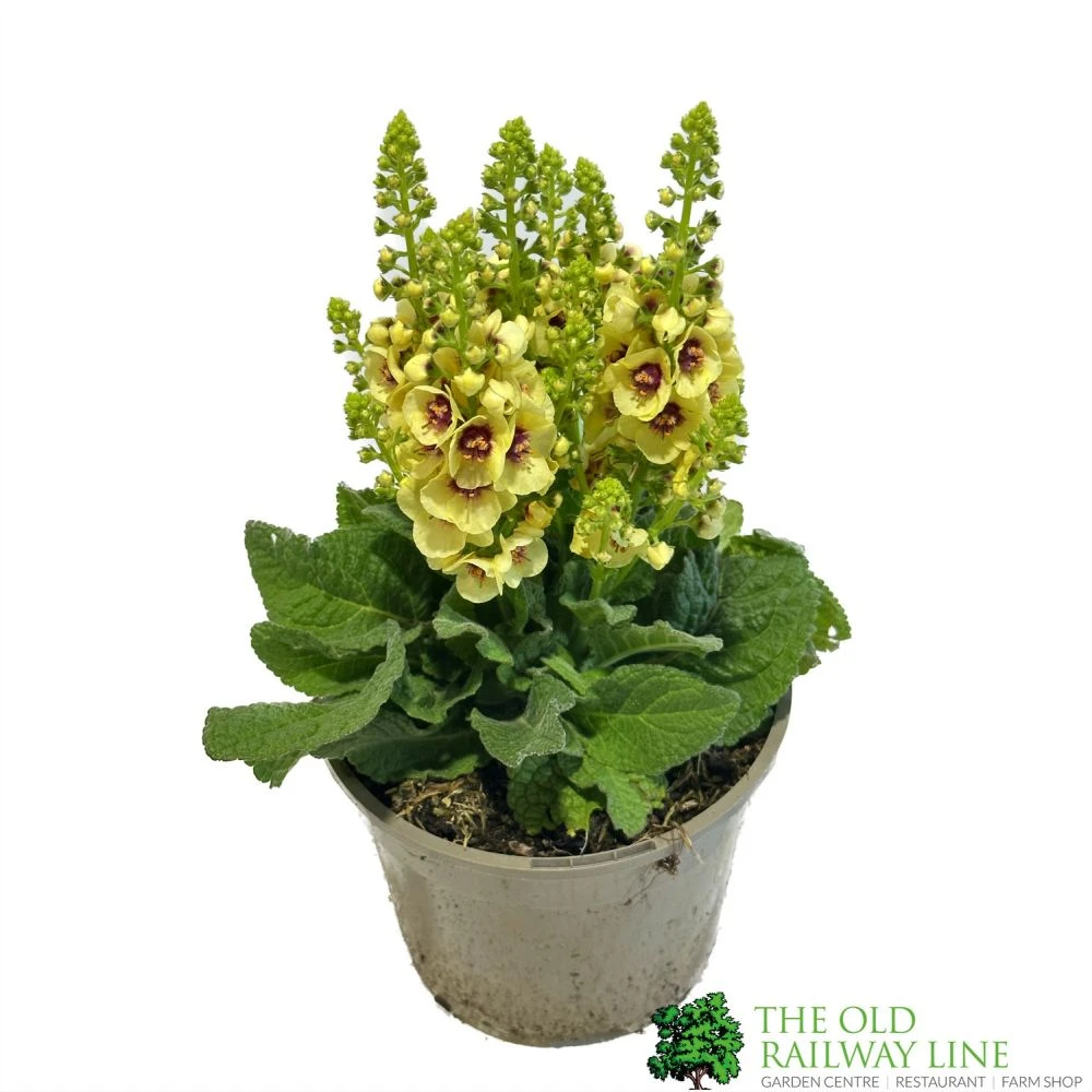 Verbascum 'Dark Eyes' 2Ltr Pot 3 Verbascum 'Dark Eyes' 2Ltr Pot
