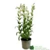 Penstemon 'Harlequin Lilac' Plant 2 Ltr Pot 2 Penstemon 'Harlequin Lilac' Plant 2 Ltr Pot -Water N Plants Sales Store 5019801016412