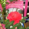 Red Miniature Climbing Rose 'Onwards & Upwards' 3Ltr Pot -Water N Plants Sales Store 5019801016566