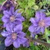 Clematis 'Bijou' Trailing/Climbing Plant 2 Ltr Pot -Water N Plants Sales Store 5019801028361