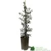 Ceanothus 'Silver Surprise' Plant 3Ltr Pot -Water N Plants Sales Store 5019801123035
