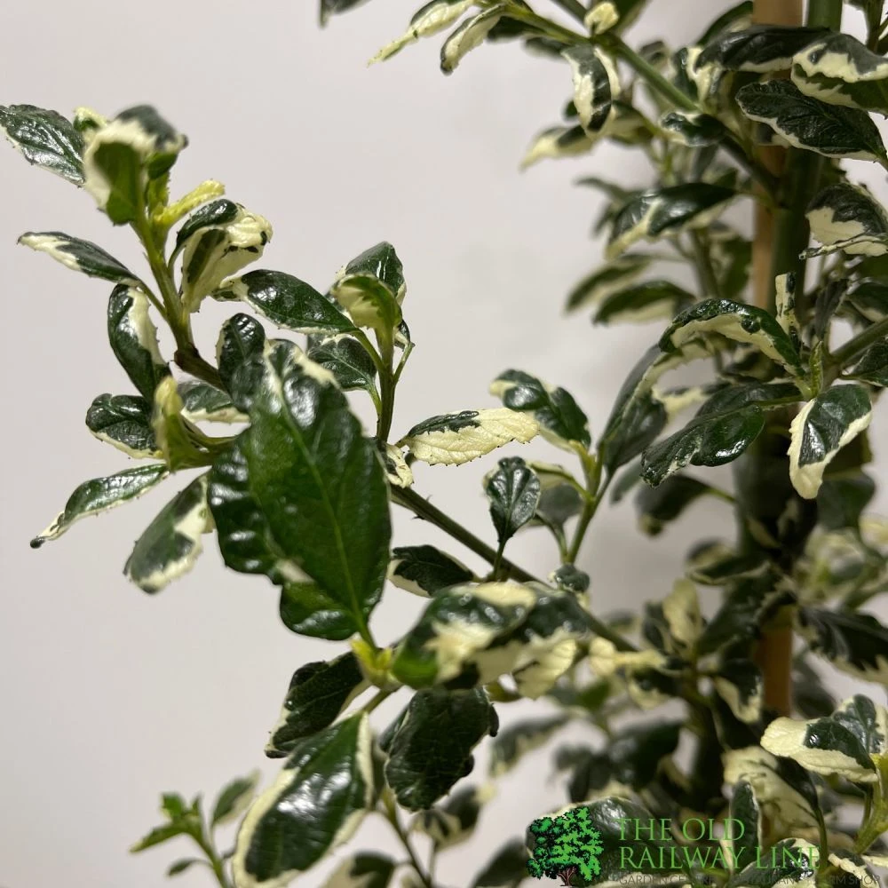 Ceanothus 'Silver Surprise' Plant 3Ltr Pot 4 Ceanothus 'Silver Surprise' Plant 3Ltr Pot - Image 2