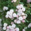 Pink Miniature Climbing Rose 'Little Rambler' 3Ltr Pot -Water N Plants Sales Store 5019801772035