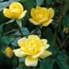 Yellow Miniature Climbing Rose 'Laura Ford' 3Ltr Pot 2 Yellow Miniature Climbing Rose 'Laura Ford' 3Ltr Pot -Water N Plants Sales Store 5019801772325