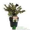 Ilex 'Casanova' 3Ltr Pot (NL) 2 Ilex 'Casanova' 3Ltr Pot (NL) -Water N Plants Sales Store 5019945014183