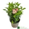 Alstroemeria 'Summer Break' 3Ltr Pot -Water N Plants Sales Store 5019945065284