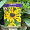 Rudbeckia 'Little Gold Star' 3Ltr Pot 2 Rudbeckia 'Little Gold Star' 3Ltr Pot -Water N Plants Sales Store 5019945067127 4bec35a9 3be6 4fdf 97a0 4664149f34d1