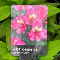 Alstroemeria 'Summer Saint' 3Ltr Pot