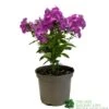 Phlox 'Famous Purple' 3Ltr Pot 1 Phlox 'Famous Purple' 3Ltr Pot -Water N Plants Sales Store 5019945219878