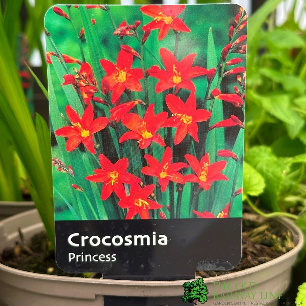 Crocosmia 'Princess' 2Ltr Pot 3 Crocosmia 'Princess' 2Ltr Pot