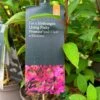 Hydrangea Paniculata 'Pinky Promise' 5Ltr Pot 1 Hydrangea Paniculata 'Pinky Promise' 5Ltr Pot -Water N Plants Sales Store 5019945243798
