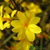Jasminum Nudiflorum Winter Jasmine 3Ltr Pot 1 Jasminum Nudiflorum Winter Jasmine 3Ltr Pot -Water N Plants Sales Store 5019945915718 e0249c4c 3ef9 434c bc60 4f76c6a7655b