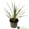 Cordyline Australis 'Sparkler' 2Ltr Pot 2 Cordyline Australis 'Sparkler' 2Ltr Pot -Water N Plants Sales Store 5019945923324 947be49e 01a1 4c13 87e0 a29cf8292b1c