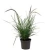Pennisetum 'Sky Rocket' Grass 2 Ltr Pot 1 Pennisetum 'Sky Rocket' Grass 2 Ltr Pot -Water N Plants Sales Store 5019945963016