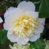 Camellia Japonica 'Brushfield's Yellow' Plant 3Ltr Pot -Water N Plants Sales Store 5019945966277 2