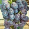 Grape 'Black Hamburg' 3Ltr Pot 1 Grape 'Black Hamburg' 3Ltr Pot -Water N Plants Sales Store 5019945994416 df5037a3 723c 4187 8604 2257360215c4