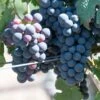 Grape Vine 'Cabernet Franc' 1.5Ltr Pot -Water N Plants Sales Store 5019945994423
