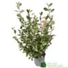 Elaeagnus X Ebbingei Oleaster Plant 80cm Tall (IT) 1 Elaeagnus X Ebbingei Oleaster Plant 80cm Tall (IT) -Water N Plants Sales Store 5021768000465
