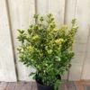 Euonymus Japonicus 'Aureus' 10Ltr Pot 2 Euonymus Japonicus 'Aureus' 10Ltr Pot -Water N Plants Sales Store 5021768000489