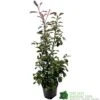 Photinia Fraseri 'Red Robin' 80cm Tall (IT) 1 Photinia Fraseri 'Red Robin' 80cm Tall (IT) -Water N Plants Sales Store 5021768000991