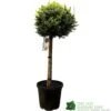 Cupressus Leylandii 'Castlewellan Gold' Half-standard Conifer 140cm Tall -Water N Plants Sales Store 5021768002292