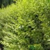 Ligustrum Ovalifolium 'Aureum' Privet 80cm Tall (IT) -Water N Plants Sales Store 5021768007716