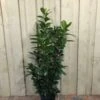 Prunus 'Novita' Common Laurel Plant 1m Tall (IT) 1 Prunus 'Novita' Common Laurel Plant 1m Tall (IT) -Water N Plants Sales Store 5021768007914 d985e756 51a6 4c03 8244 f9d87a43e4e2
