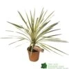 Cordyline Australis 'Torbay Dazzler' 60cm Tall (IT) -Water N Plants Sales Store 5021768016725