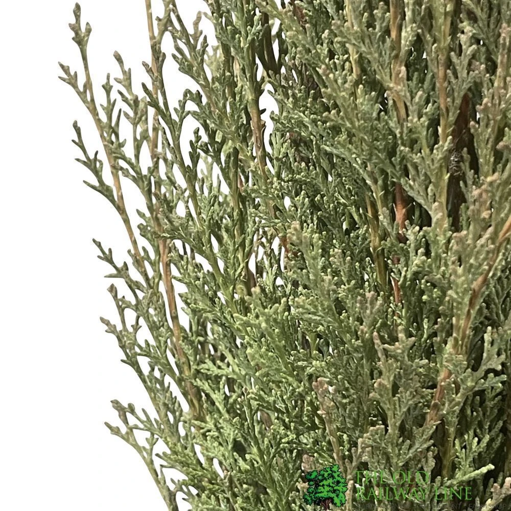 Cupressus Sempervirens 'Totem' Conifer 1m Tall (IT) 4 Cupressus Sempervirens 'Totem' Conifer 1m Tall (IT) - Image 2